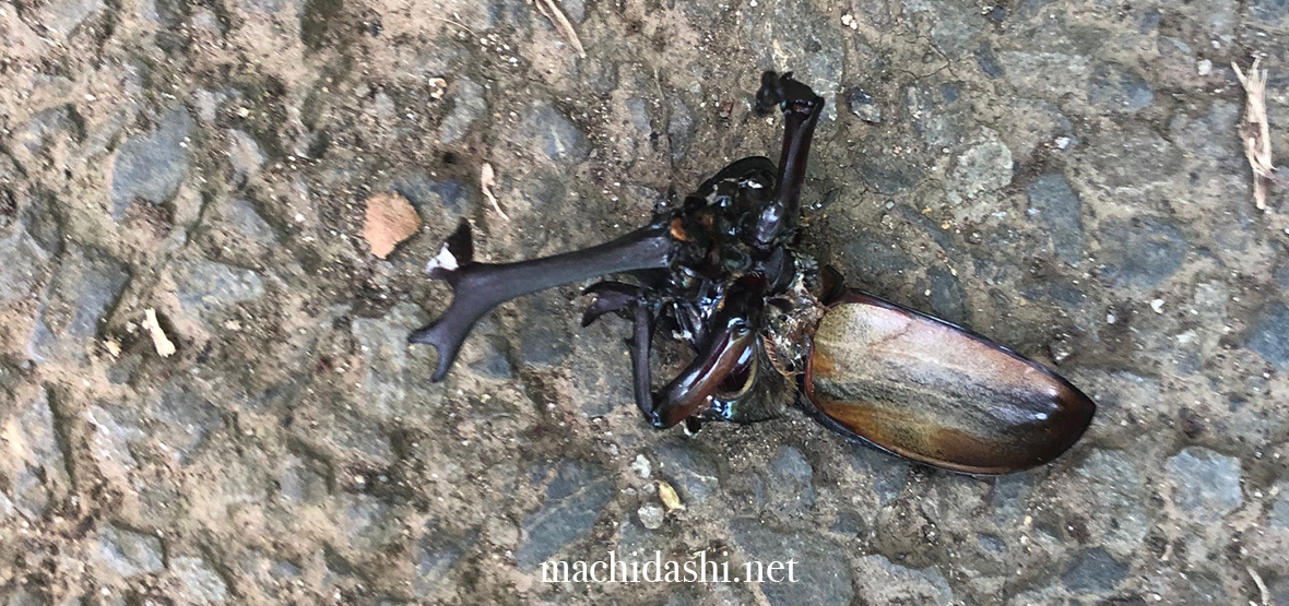 早すぎた昆虫の王者「カブトムシ」 - まちだ詩 -町田市生き物図鑑