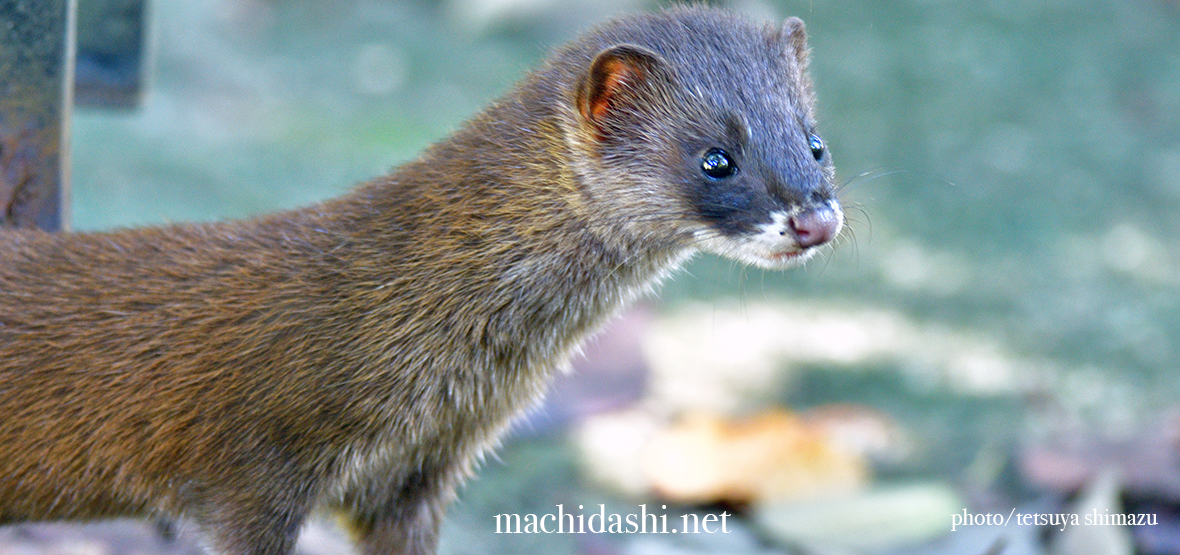 ニホンイタチ - まちだ詩 -町田市生き物図鑑・日本みつばち養蜂・農業