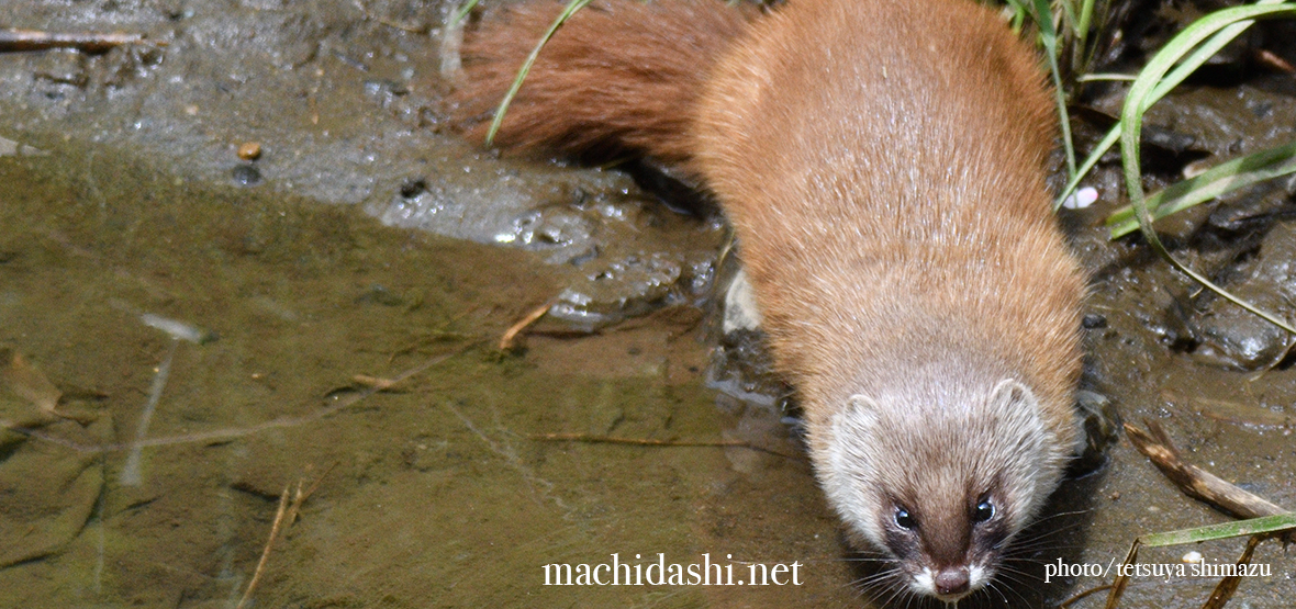 チョウセンイタチ - まちだ詩 -町田市生き物図鑑・日本みつばち養蜂