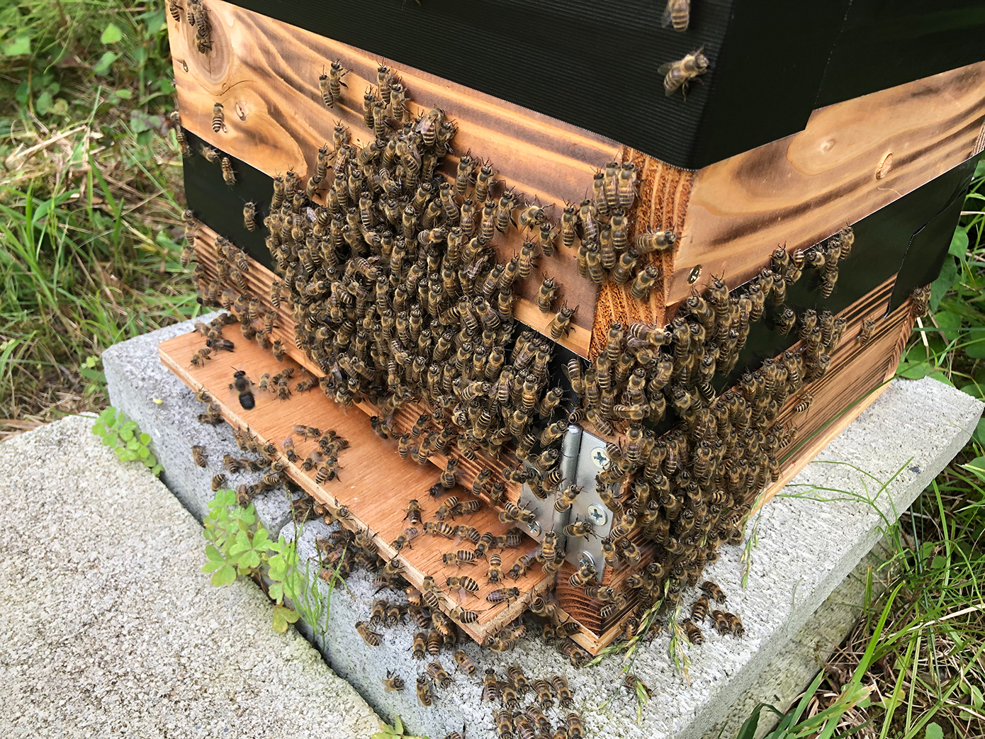 盗蜜は事前に防げるのか - まちだ詩 -町田市生き物図鑑・日本みつばち